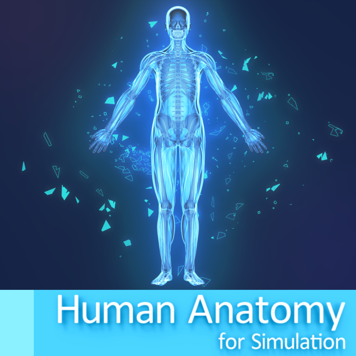 Free Human Anatomy 3d Models