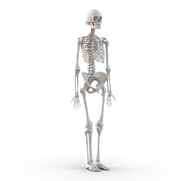 ma human female skeleton rigged