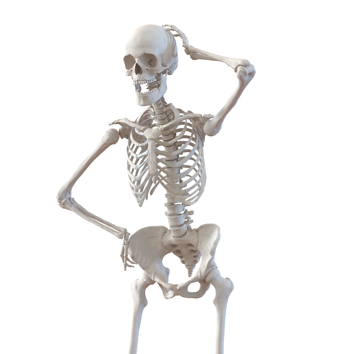 ma human female skeleton rigged