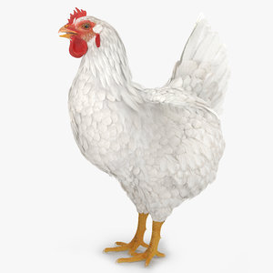 3d white chicken model