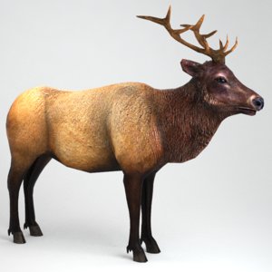 3d male elk model