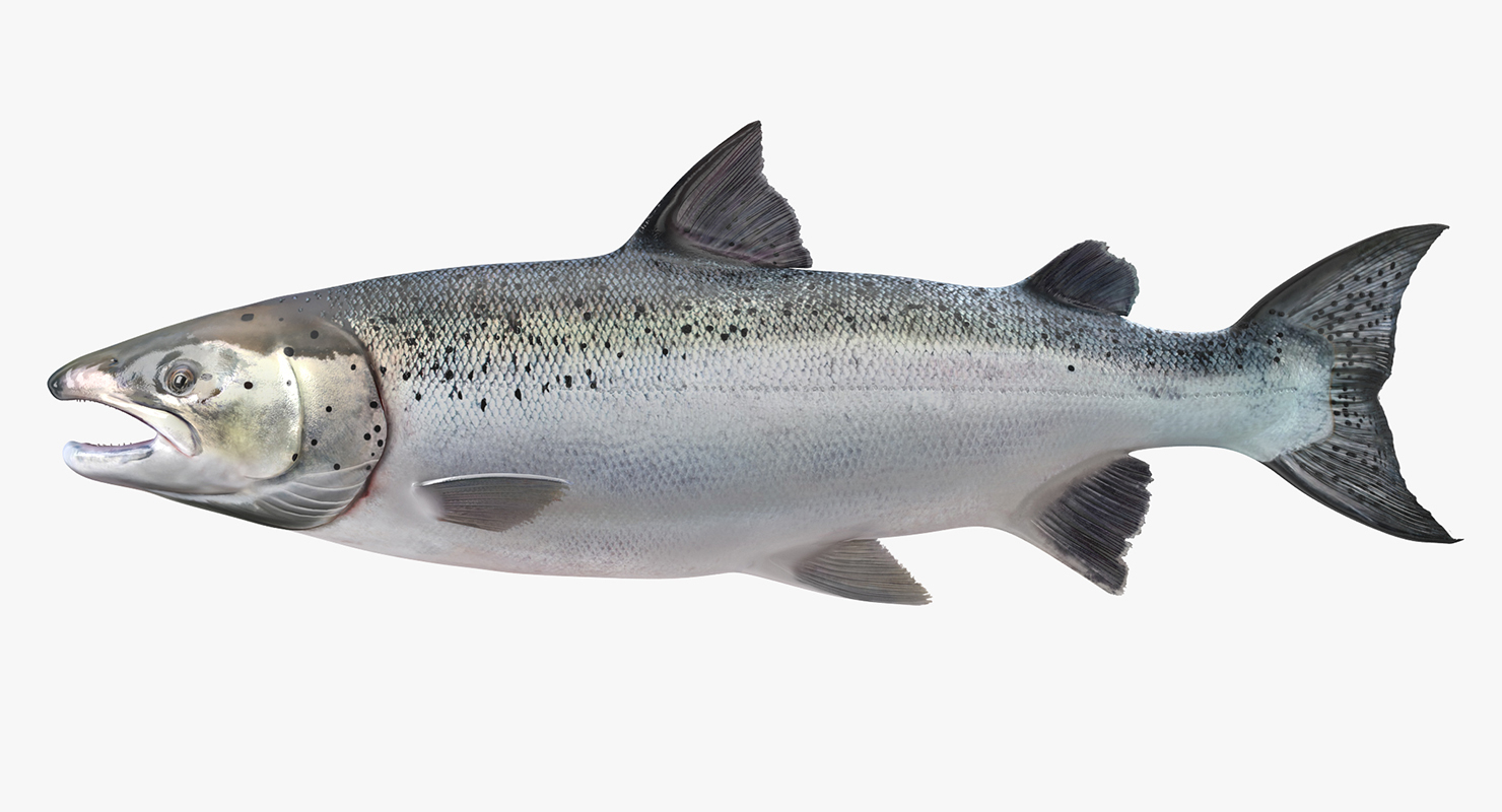 3d Model Atlantic Salmon Fish