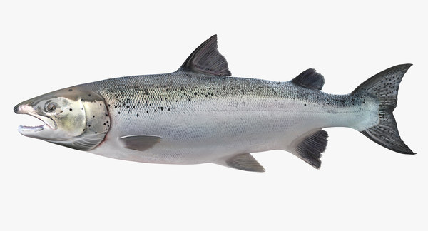 model atlantic salmon