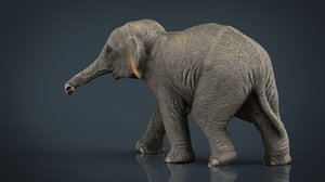 asian elephant babe max