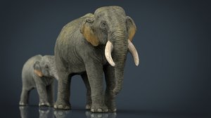 asians elephants mother babe 3d model