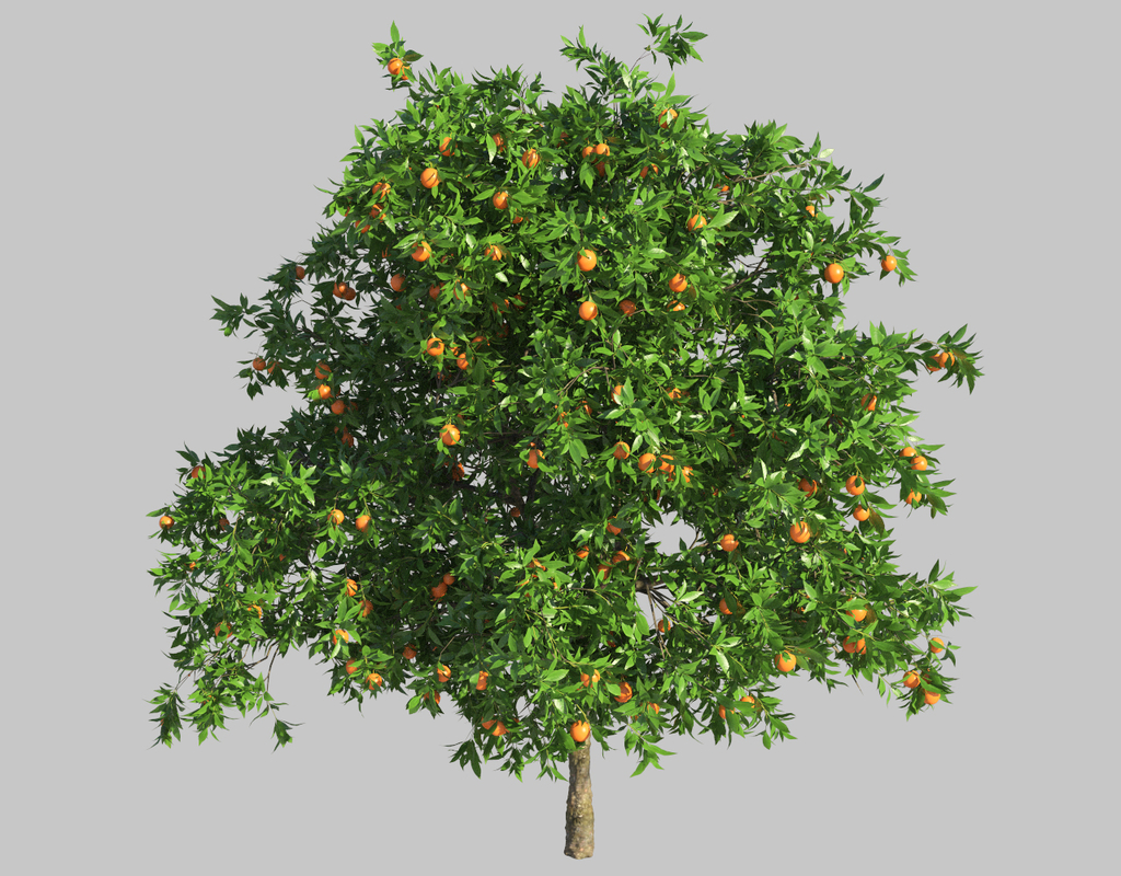 orange tree 3d model