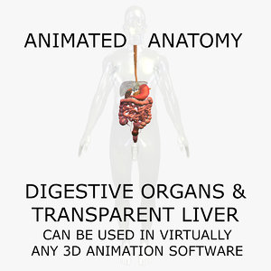 3d anatomy digestive internal organs model