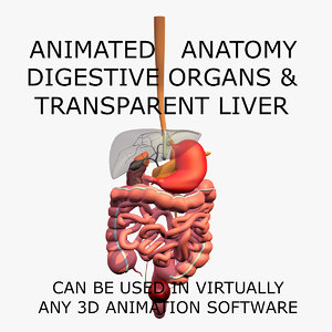 anatomy digestive internal organs c4d