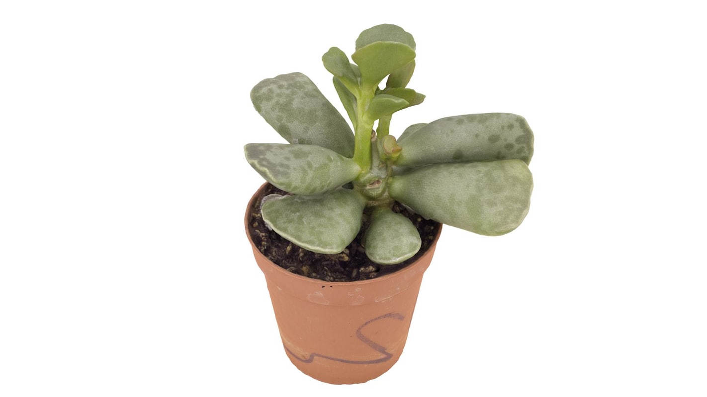 free succulent 3d model 