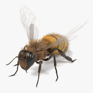 3d common bee