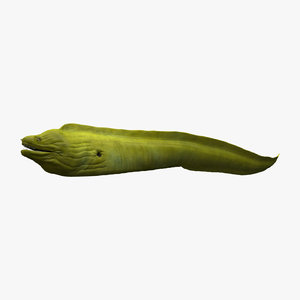 3d moray eel