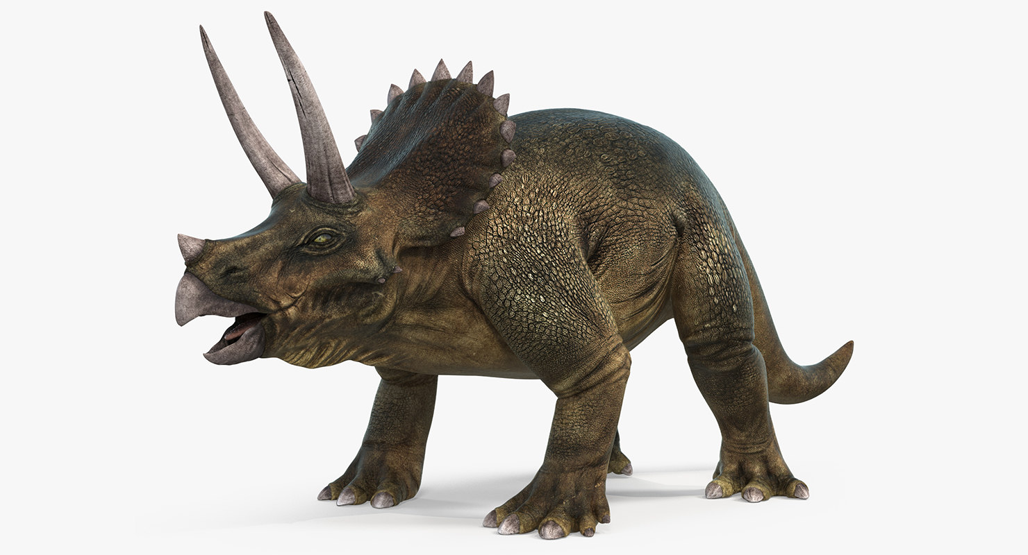 triceratops view in 3d