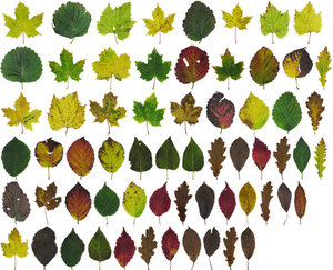 Leaf Pack: Fall 2016