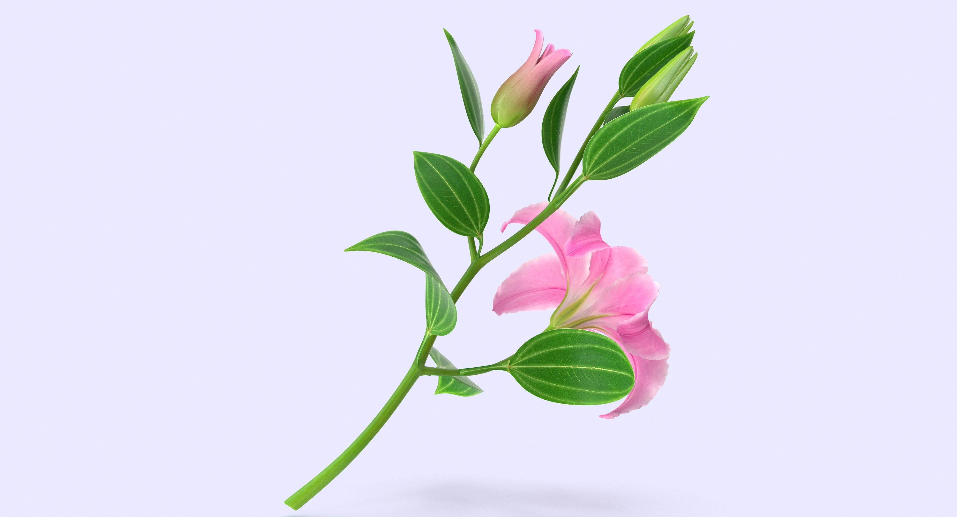 3d lily petal leaf