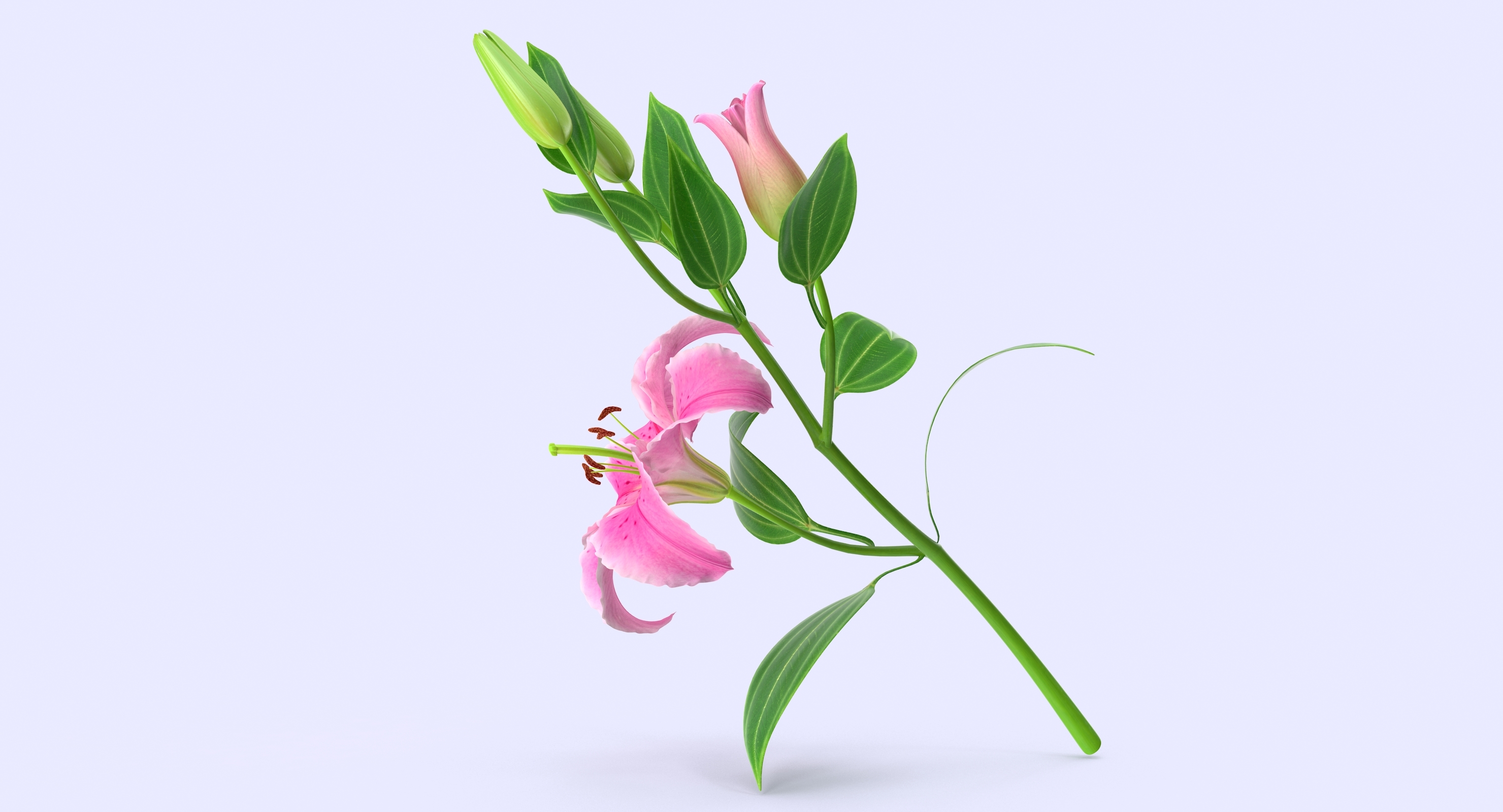 3d lily petal leaf