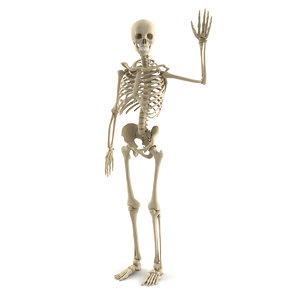 3d human skeleton model