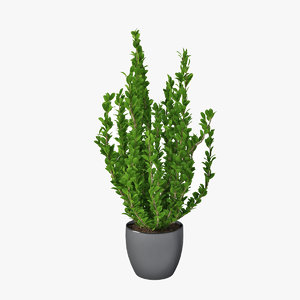 3d max potted plant buxus sempervirens