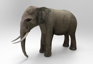 asia elephant x