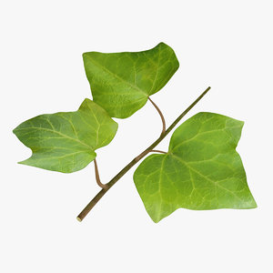 ivy leaf 3d model