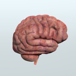 3d model human brain anatomy