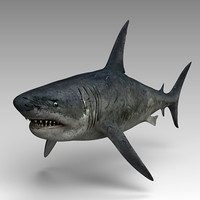 3D Megalodon Models | TurboSquid