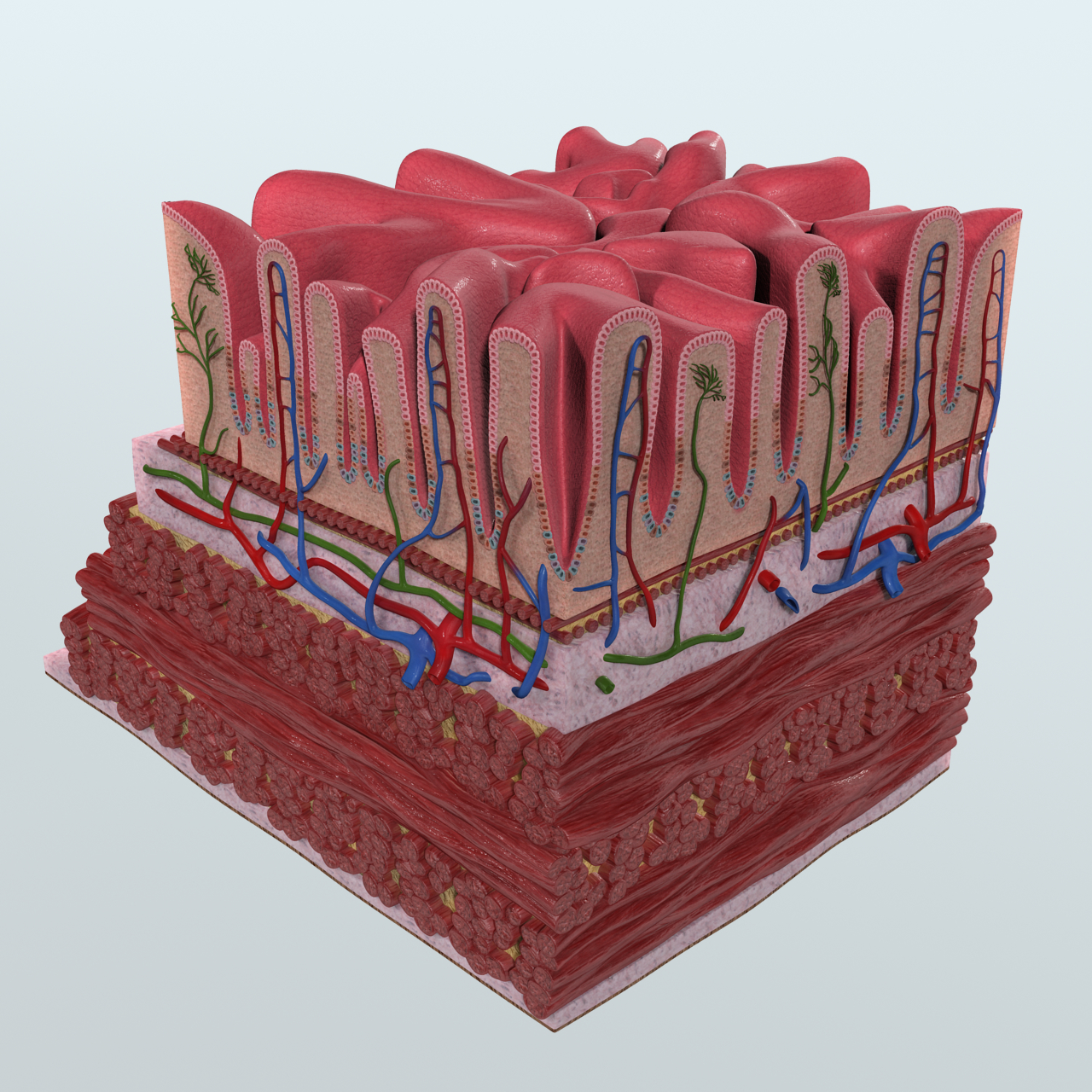 human stomach wall anatomy 3d model