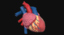 human heart 3d ma