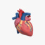 human heart 3d ma