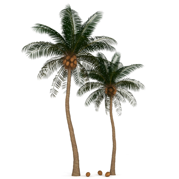 max palm tree