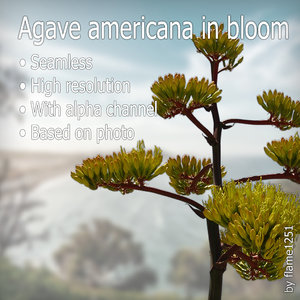 Agave Americana in Bloom - High-Resolution Texture with Alpha Channel 