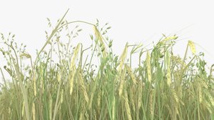 3d model of wheat field