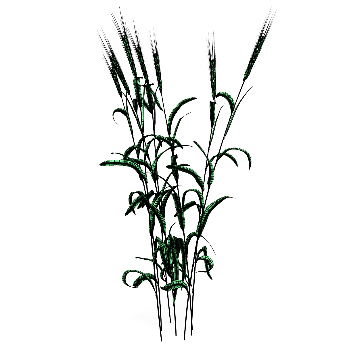 3d-wheat-plant-model