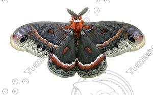 Butterfly3 Cecropia Moth
