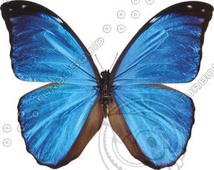 Butterfly5