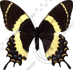 Butterfly10
