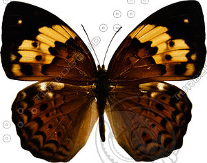Butterfly11