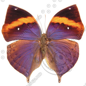 Butterfly12