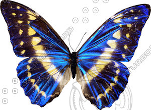 Butterfly6