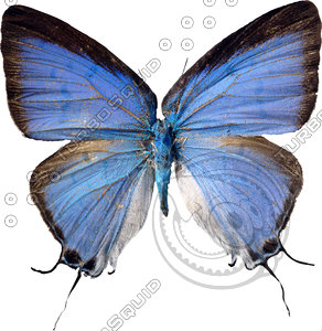 Butterfly7