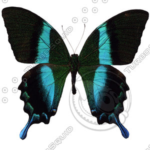 Butterfly8 Papilio Nireus