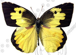 Butterfly9