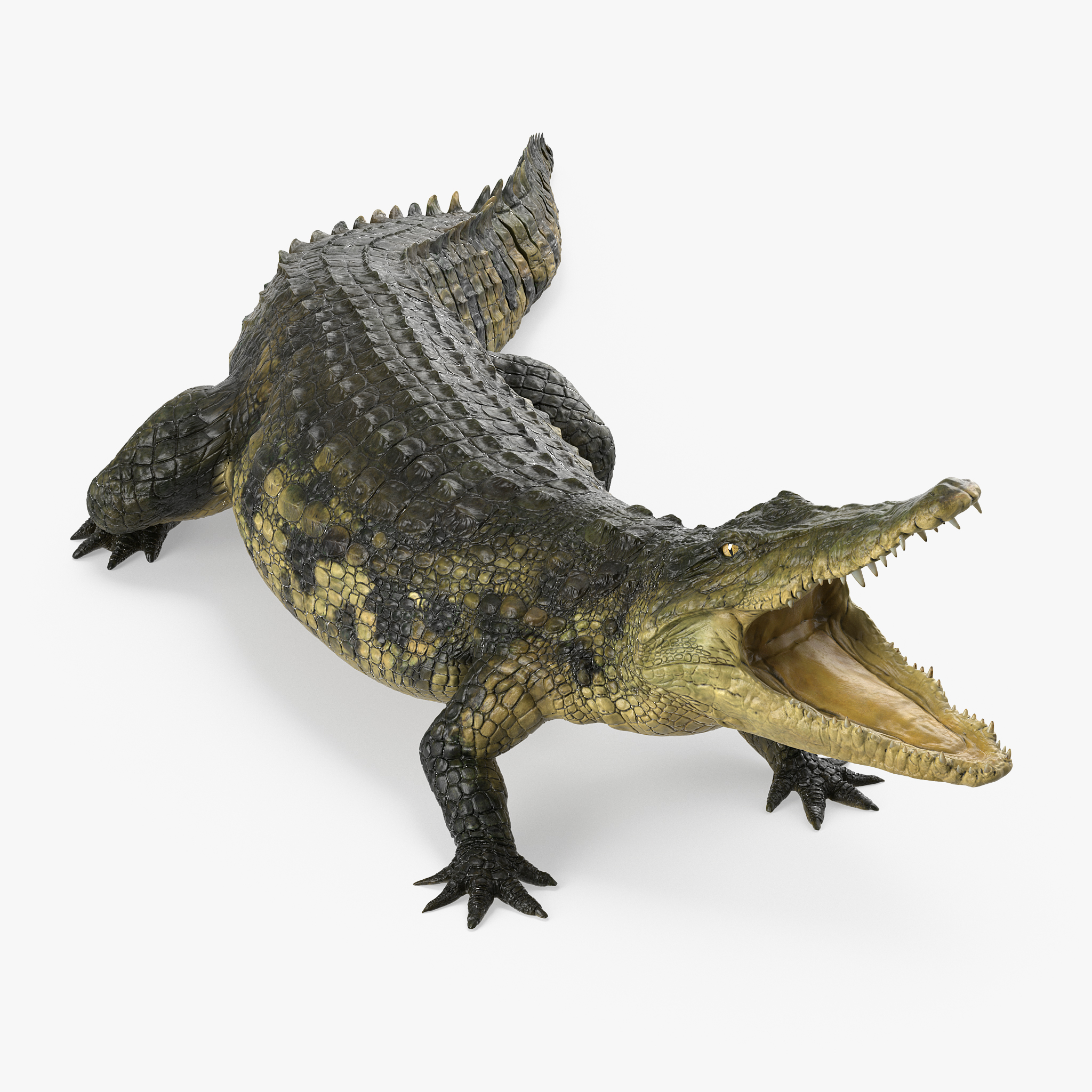 pop max crocodile