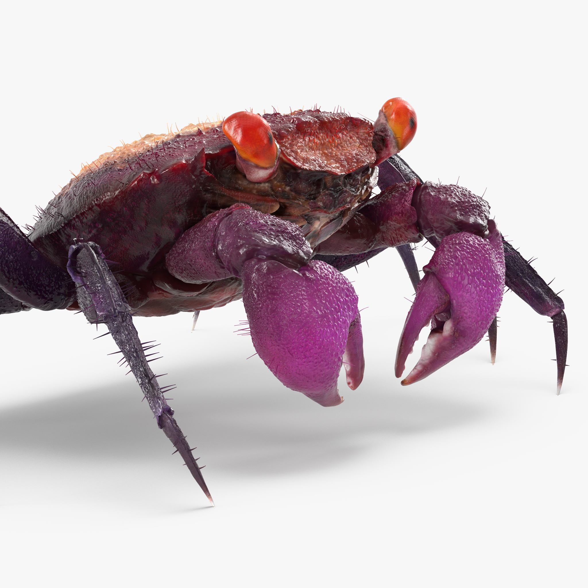 Crab Antennae: Nature'S Masterpiece? - aubvcri
