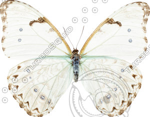 Butterfly13