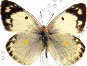 Butterfly14