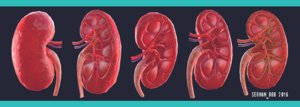 kidney low-poly obj