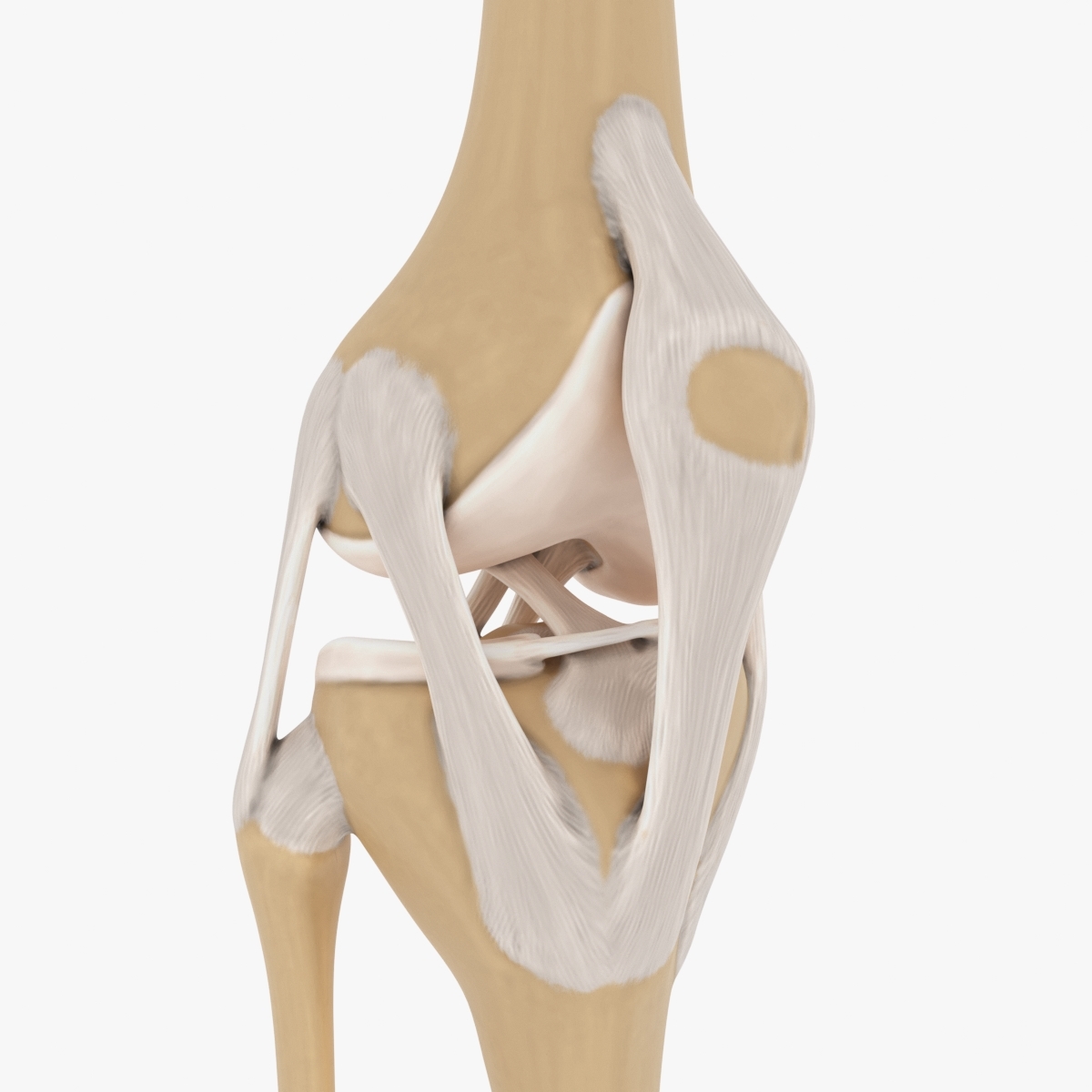 膝关节3d解剖图图片