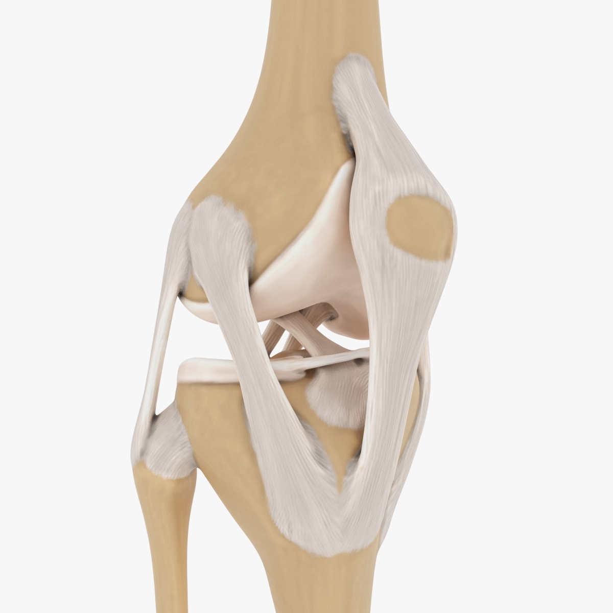 膝关节3d模型