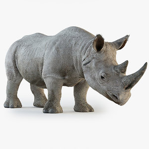 max rhinoceros rhino
