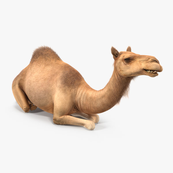 3d models camel 3d view